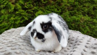 Zakrslý beránek, králíček, králík - NAOMI - 6