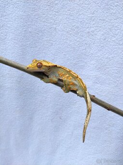 pagekon řasnatý, terárium - 6