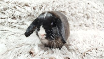 Zakrslý beránek, králíček, králík - LADY - 6