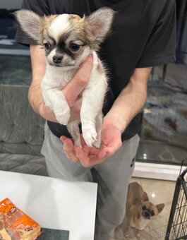 Dlouhosrstá čivava - 6