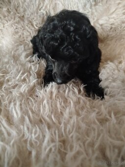 Pudl Pudlik toy trpasličí - 6