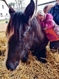 Černý Quarter horse - 6