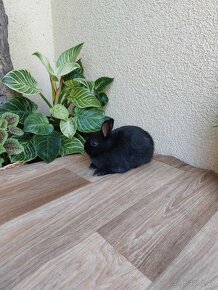 Zakrslý králík hladkosrstý - dvě samičky + sameček - 6