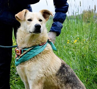 ŽIŽI K ADOPCI - 2 ROKY, ODDANÝ, BYSTRÝ, UČENLIVÝ - 6