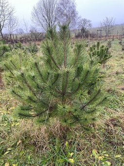 vánoční stromek - 6