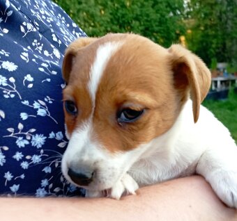 Jack russell terier krásný pejsek - 6