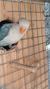 Agapornis Fišerův - 6