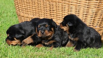 Rotvajler štěně s PP, Rottweiler štěně s PP - 6