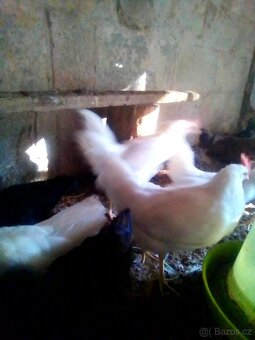 KOHOUTCI LEGHORN 10 TÝDNŮ - 6