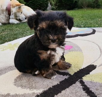 Štěňátka jorkšíra teriéra již k odběru (Yorkshire terrier) - 6