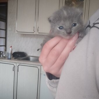 Britská koťátka - 6