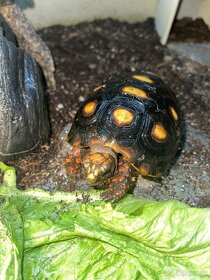 Želva uhlířská - mláďata - 6