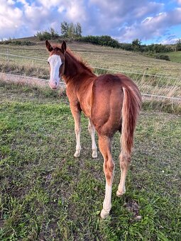 Perspektívny aph žrebček - 6