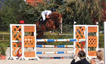 Prodám sedmiletou klisnu ČT do vyššího sportu - 6