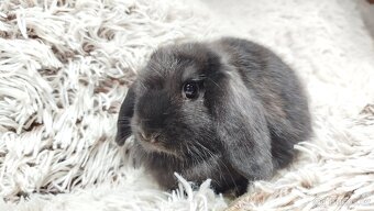 Zakrslý beránek, králíček, králík - BRUNO - 6