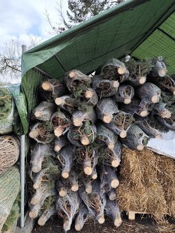 Vánoční stromky - 6