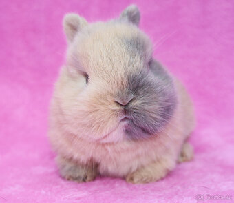 Zakrslý krátkouchý králíček . Samička . - 6