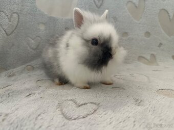 Zakrslý králíček lvíček - 6