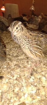 Křepelka japonská - 6