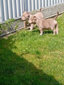 American bully pocket - 6