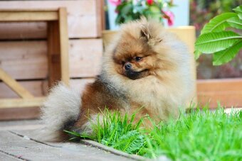 Pomeranian s PP FCI - 6
