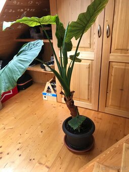 Sloní ucho - Alocasia portodora - 6