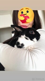 Prodám zakrslého Králíčka - 6