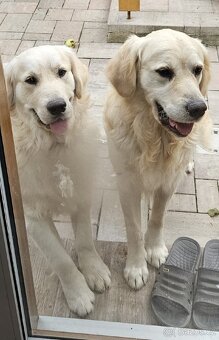 Krytí zlatým retrívrem - 6