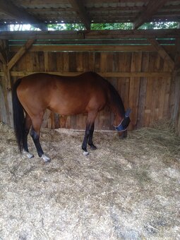 Plnokrevná kobyla - jemná a milá parťačka - 6