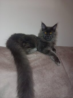 Krytí Mainská mývalí - 6