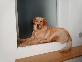 Golden Retriever, zlatý retriever, Zlatý retrívr ke krytí - 6