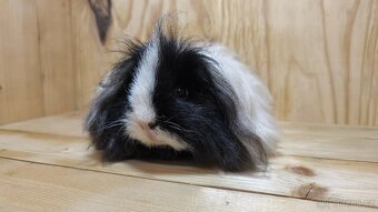 Nabídka morčátek z Kennel MoraVero Cavia - 6