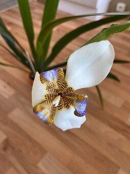 Ficus Elastica, Ficus Lyrata a další pokojové rostliny - 6