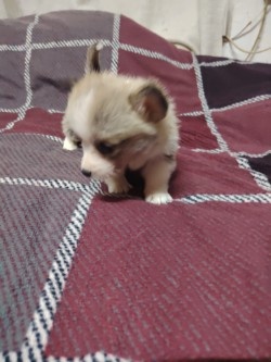 Welsh Corgi - 6
