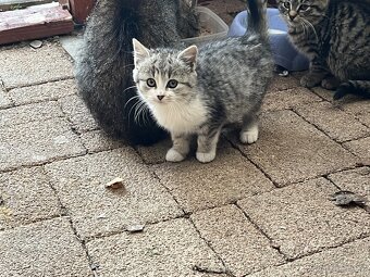 DARUJI KOŤÁTKA - 6