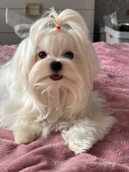 Maltipoo kluci - 6
