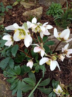 TRVALKY - mladé rostlinky - 6