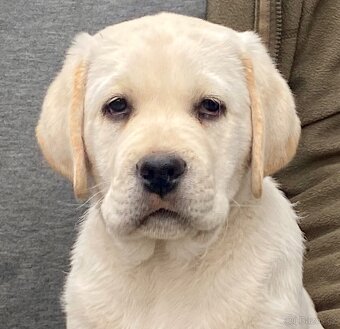 labradorský retriever - štěňátka s Průkazem Původu - 6