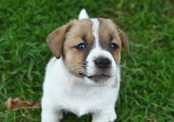 Jack Russell terier s PP - fenka - 6