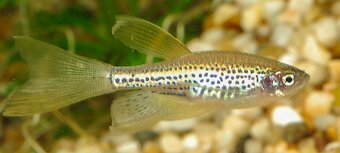 Akvárium / Akvárko / aquarium 112l a stojan - 6