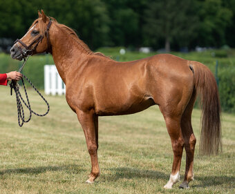 Připouštění plem. hřebcem 3021 Laman (v SK 4586), PK ČSP-AP - 6