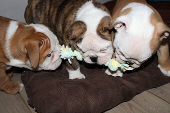 Anglický buldok s PP, volná fenka - 6