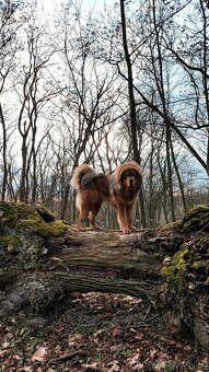 Tibetská doga ke krytí - 6