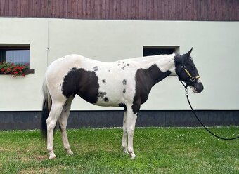 Qh na prodej - 6