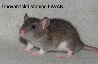 Potkaní kluci s rodokmenem - 6