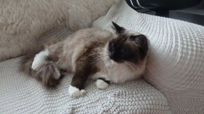 mačiatka ragdoll,radgoll,predané,na predaj len dospelé mačky - 6