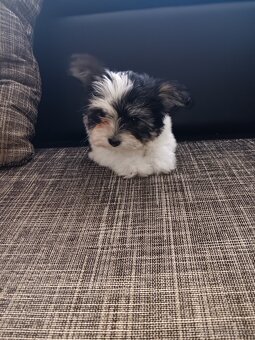 Jorksir Biewer mini bez pp - 6