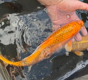 Koi - 6