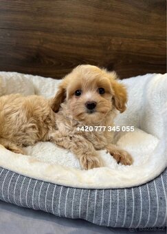 Maltipoo f1 male 700€ - 6