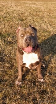 American Bully XXL - Krytí - 6